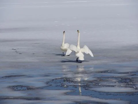 Swan lake Stock Photos
