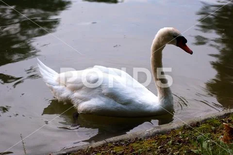 Swan in the lake Stock Photos