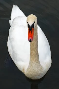 Swan on the Lake 스톡 사진