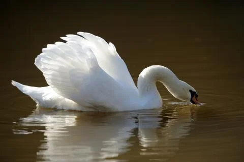Swan in the lake 写真素材