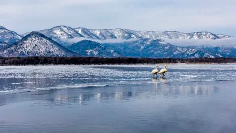 The Swan Lake Stock Photos