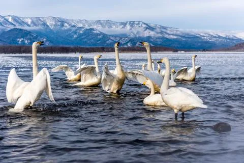 The Swan Lake Stock Photos