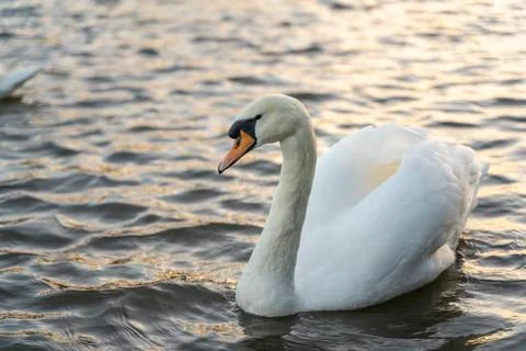 Swan on lake Stock Photos