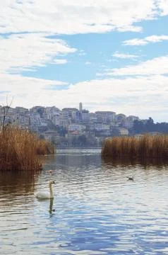 Swan in lake Stock Photos