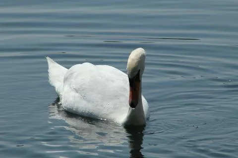 Swan on a lake Stock Photos