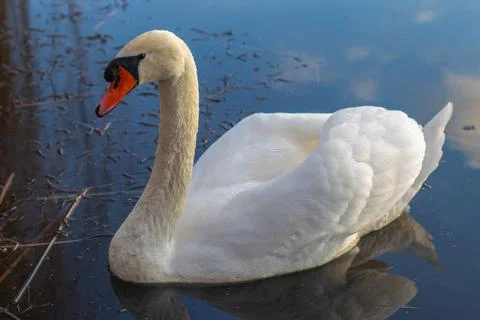 Swan on the lake Stock Photos
