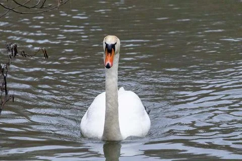 Swan on the lake Stock Photos