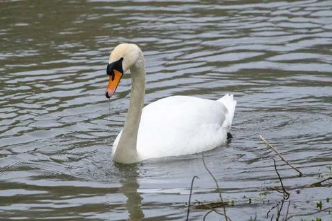 Swan on the lake Stock Photos