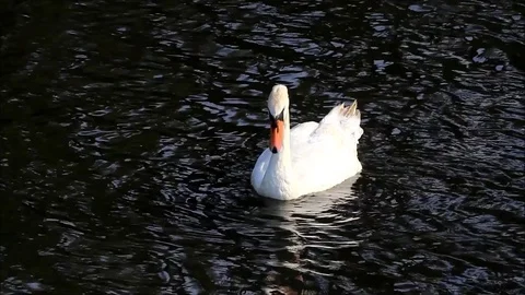 Swan in a lake searching for fodder Stock Footage