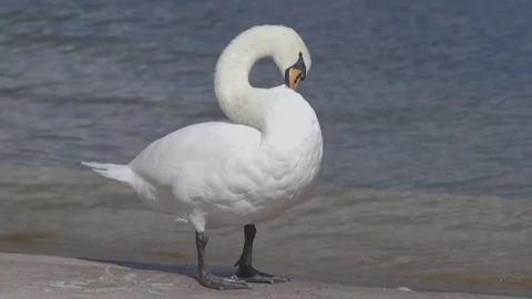 Swan on the lake shore Stock Footage