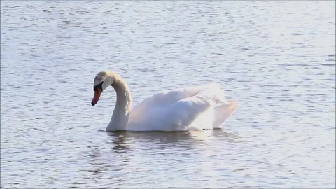  swan in a lake with sun reflections   Stock Footage 81996249