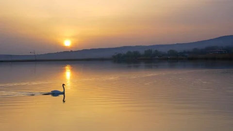 Swan Lake Sunset Stock Footage 88547203