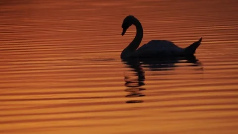 Swan in the lake at sunset Stock Footage 246086604