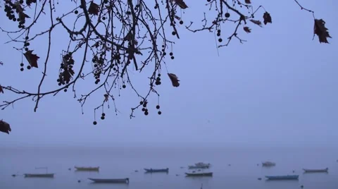 Swan Lake Tracking Tree to Water 4K Stock Footage 61007992
