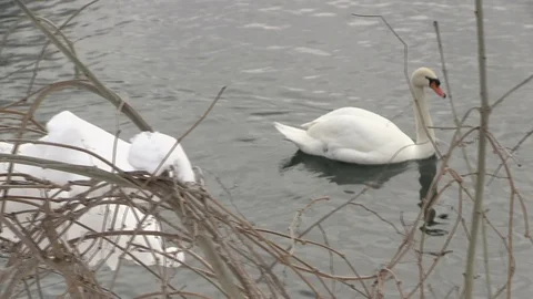 Swan, lake, winter 库存影片 127131436