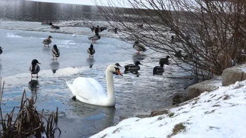 Swan by the lake in winter Video stock 146812159