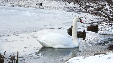 Swan by the lake in winter Video stock 146815144