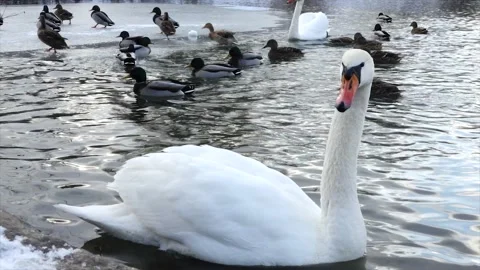 Swan by the lake in winter Stock Footage 146818430