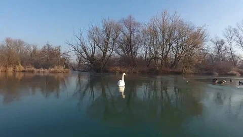 Swan lakes Stock Footage 82730347