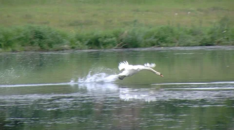 Swan landing Stock Footage 38385560