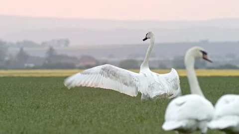 Swan lands in the field Stock Footage 107597571