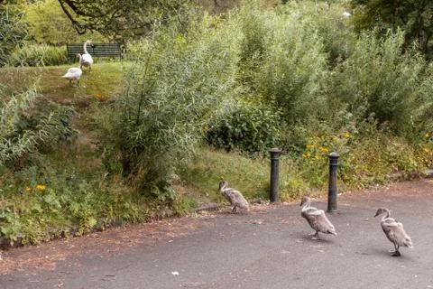 Swan Leads young Cygnets to another pond at night Stock Photos