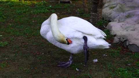 Swan licks itself Stock Footage 154619095