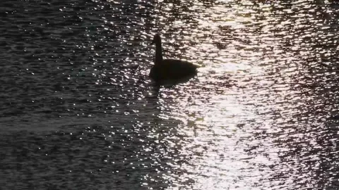 Swan in the light Stock Footage 234282237