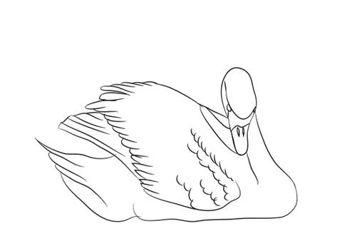 Swan lines. vector Stock Illustration