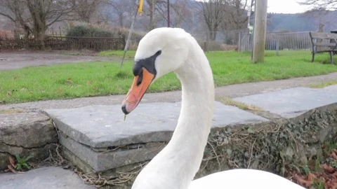 Swan looking around Stock Footage 94495101