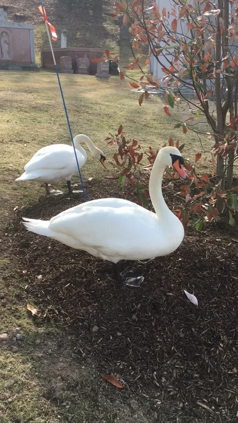 Swan Looking into Camera While Grazing Vídeos de archivo 327332129