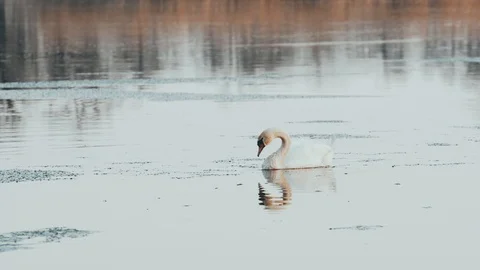A swan looking for food on the pond Stock Footage 106945323