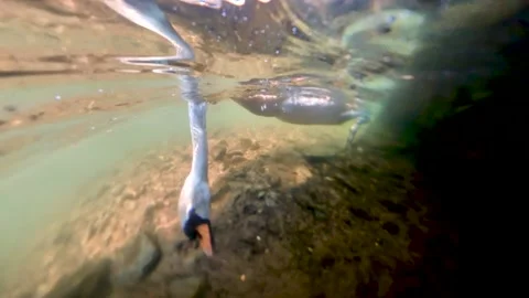 Swan looking for something to eat under the river footage / 4K Video stock 161402487