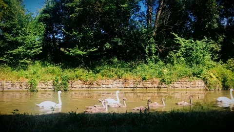 SWAN Loop Stock Footage 91949038