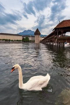 A swan in Lucerne Stock Photos