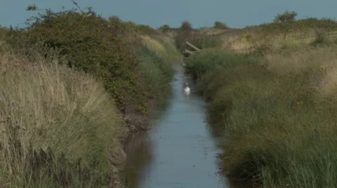Swan in marshland Stock Footage 53868196