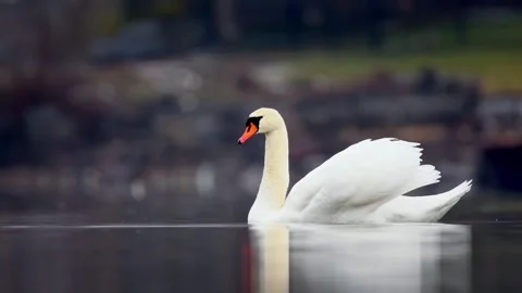 Swan mating ritual Stock Footage 267443323