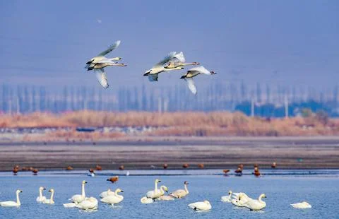 Swan Migration Stock Photos
