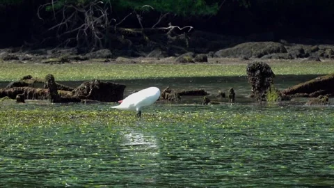 Swan mooving in the stuary - 68 Stock Footage 310049155