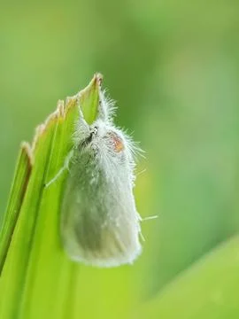 Swan moth Stock Photos