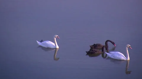 Swan Movement Stock Footage