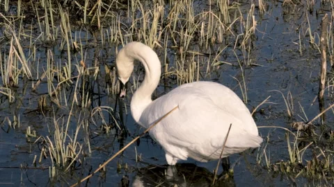 Swan Moving Reeds While Searching for Food in Pond Видео 316439710