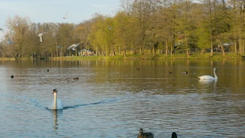 Swan moving towards the camera and seagulls flying overhead 库存影片 89426223