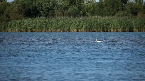 Swan in the natural environment Видео 80069934
