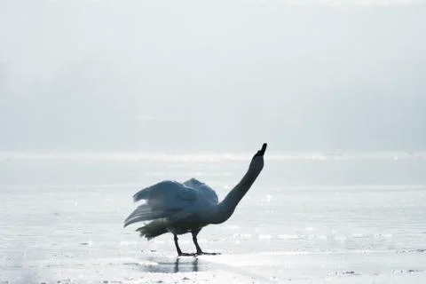 Swan in nature Stock Photos