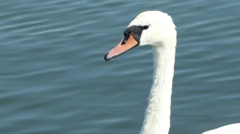 Swan Neck Portrait Stock Footage 51016790