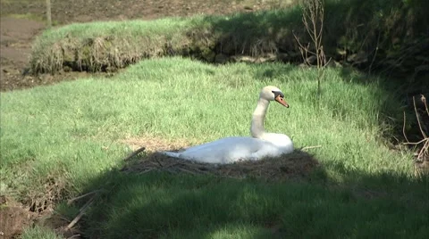 Swan on nest Video stock 8831396