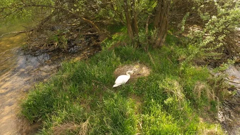 Swan nest with many eggs Видео 129153214