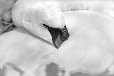 Swan in nest Stock Photos