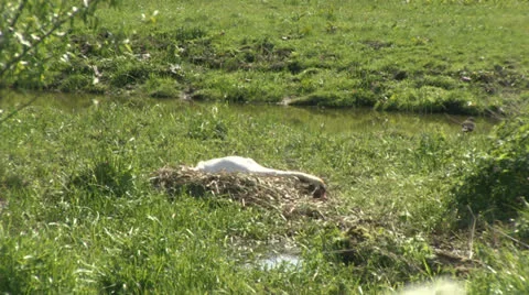 Swan nesting Stock Footage 24691831